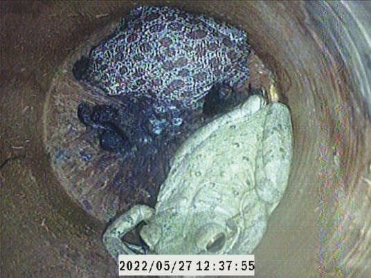 barking_treefrogs.jpeg
