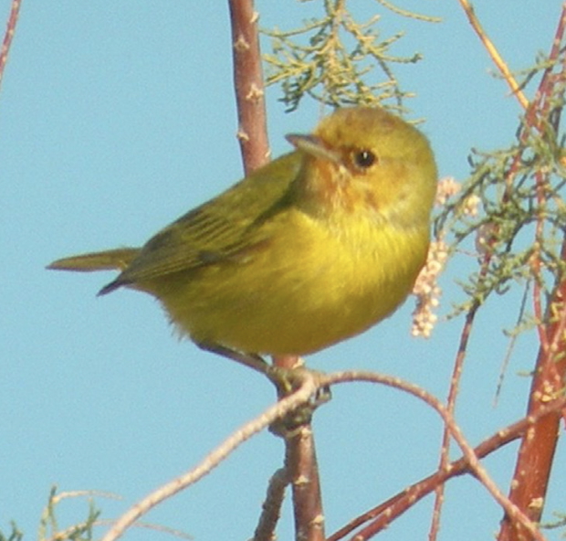 mangrovewarbler.jpg