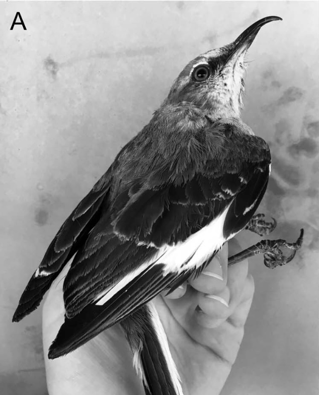 overgrown_mockingbird.jpg