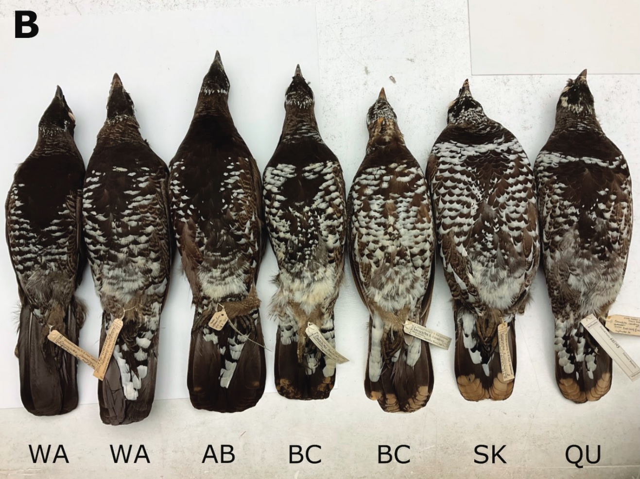spruce_grouse.jpg